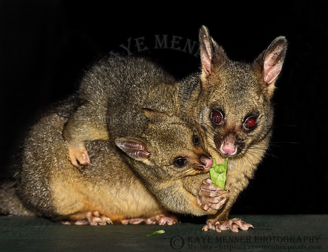 Possums - Mum and Baby by Kaye Menner