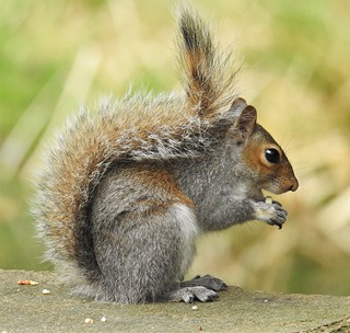 Grey Squirrel - Mid-Morning Snack