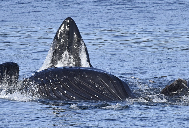 Lunge feeding Humpback whales during Spring Herring return Sitka,AK