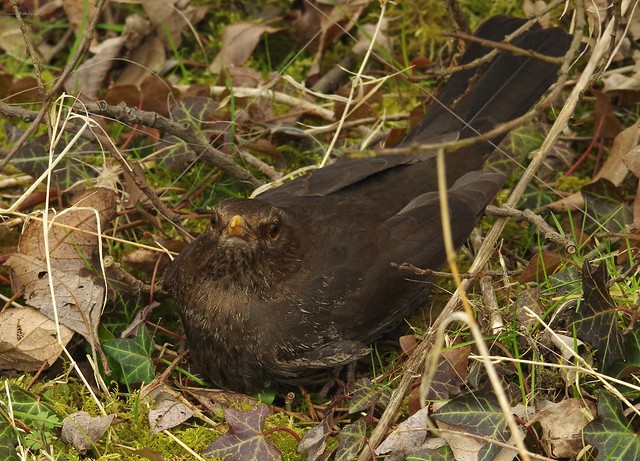 female black bird trapped with fishing line