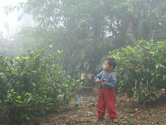 Garçon dans un jardin, Yunnan