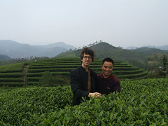 avec M. Zhang, producteur de thé blanc