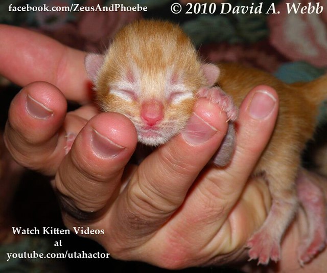Newborn kitten, one kitten in the hand is....priceless