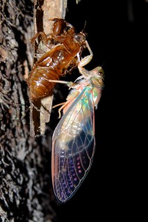 cicada eclosion | by Mollivan Jon