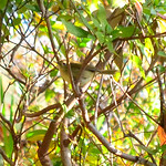 ウグイス (Japanese Bush Warbler / Nightingale)