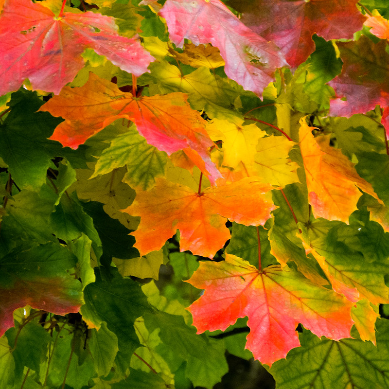 Autumn leaves
