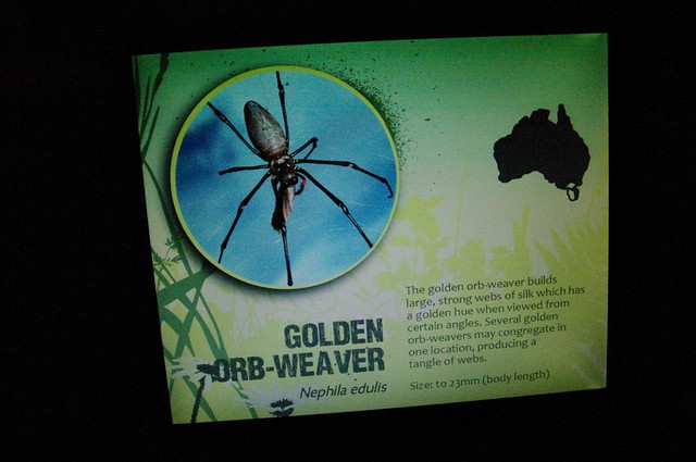 Sydney Wildlife World - Golden Orb-Weaver spider