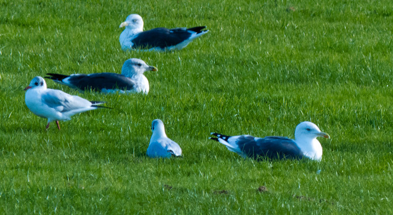 Mixed flock of gulls