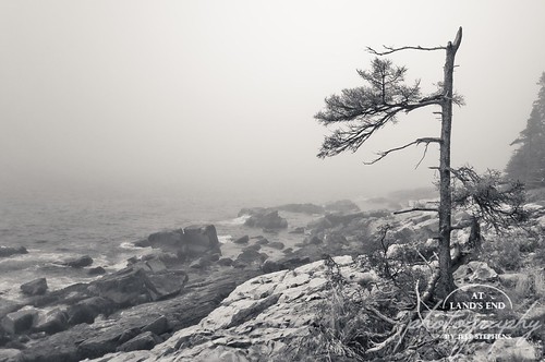 Stand Alone | by At Land's End Photography