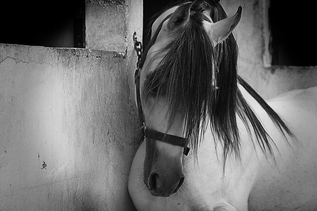 The Horse Shyness