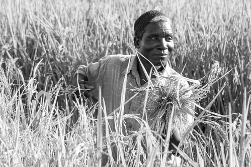 africa portrait people plants village rice malawi moya ef2470mmf28lusm lilongwe canoneos7d