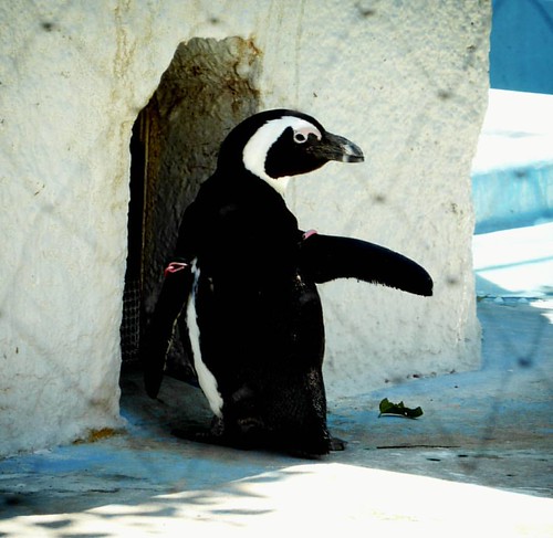 ケープペンギンさんは、歴史に記録された初めてのペンギンさん。   #asia #japan #tokyo #Ueno #UenoZoo #uenopark #penguin #africanpenguin #blackfootedpenguin #jackasspenguin #capepenguin #bird #animal | by actron_omae