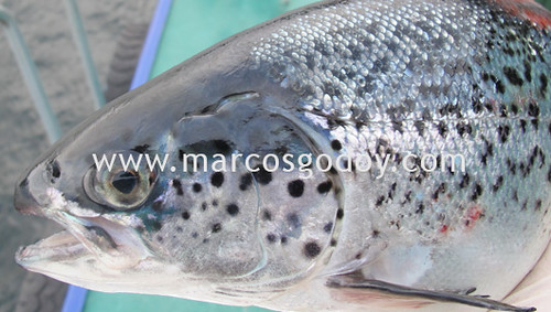 Fish disease, fish diseases, salmon disease, salmon diseases, fish ...