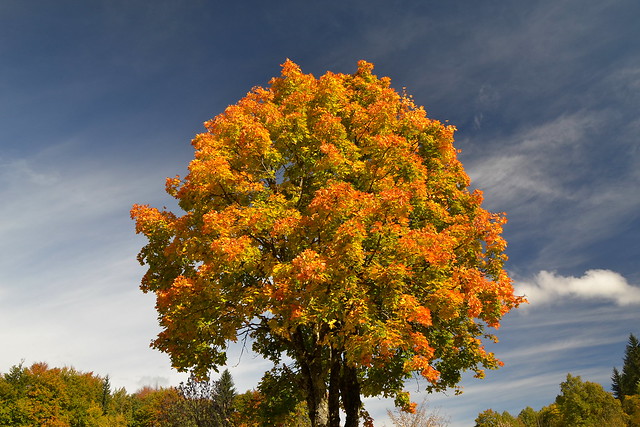 Beautiful tree in autumn colors on Obersalzberg