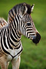 Image: Baby Zebra of Tala