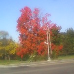 Fall Foliage, Farnsworth Av. & Molitor Av., NW, Aurora, IL