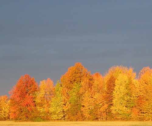 lighting autumn trees sky sunrise