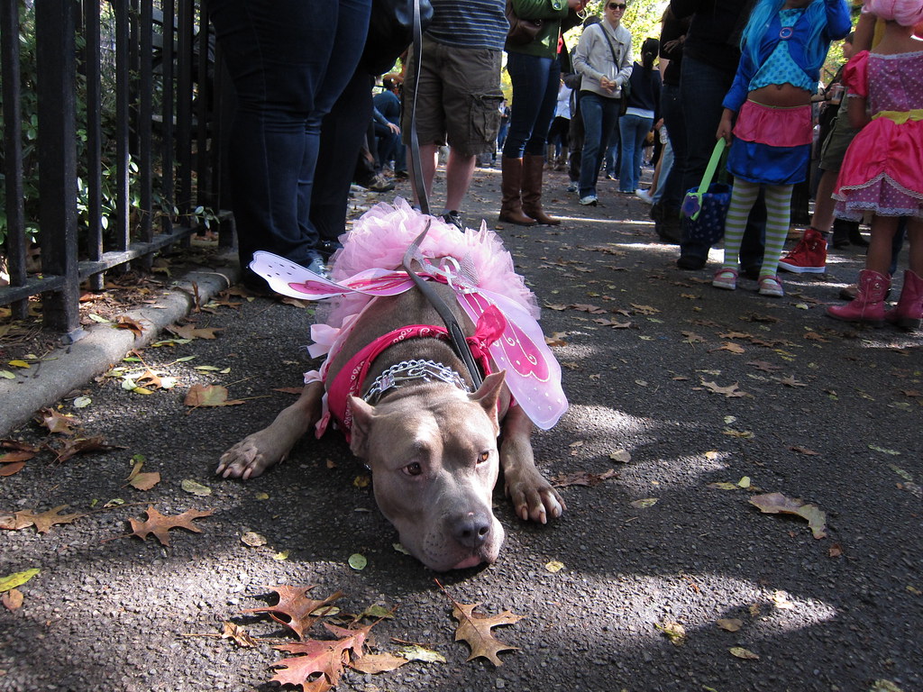 Dog in a simple Halloween costume sitting calmly indoors