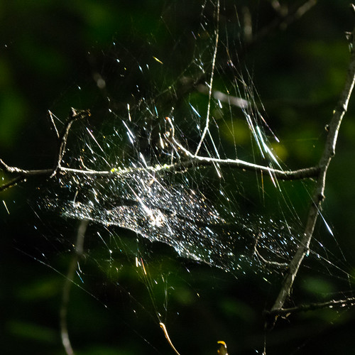 Large tangle web catching the sun