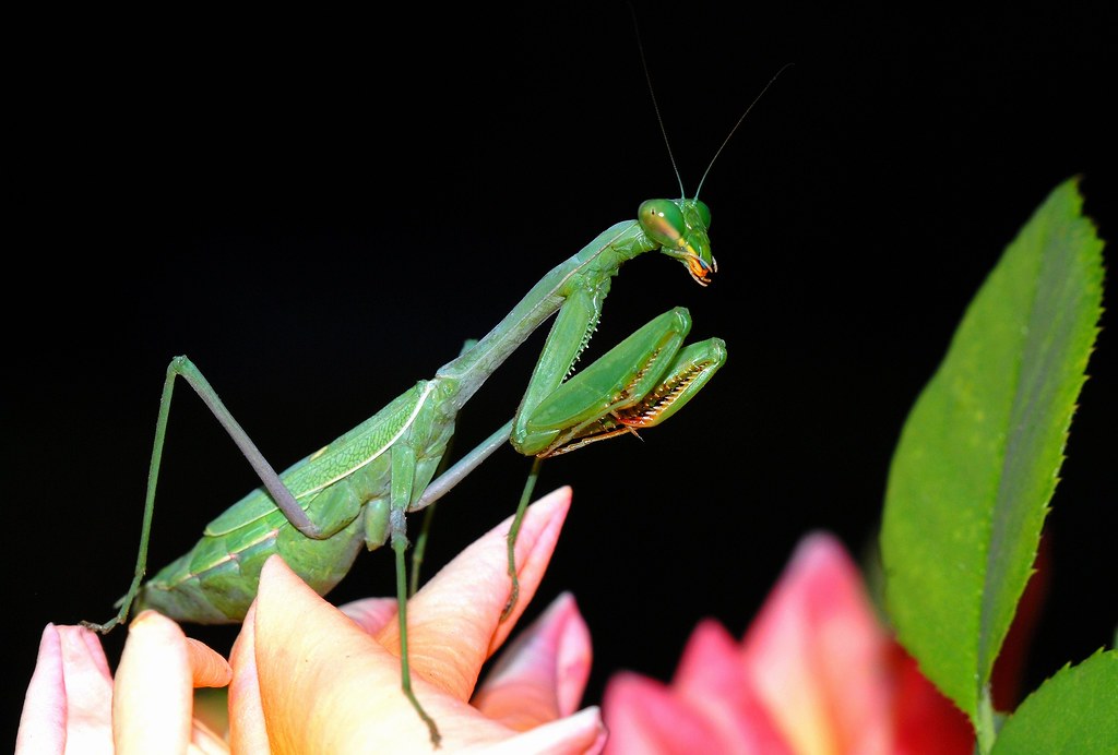 Bordered Mantis, female | 4130 Quiet Meadow Ct., Fair Oaks /… | Flickr