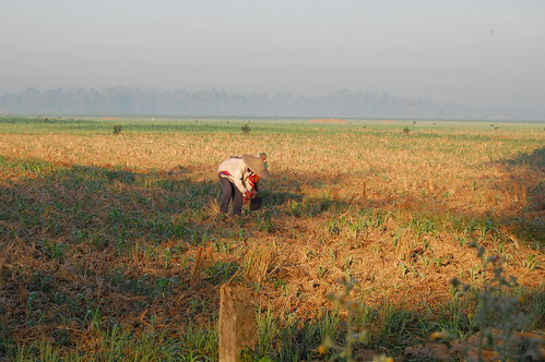 morning farming farmer paddyfield