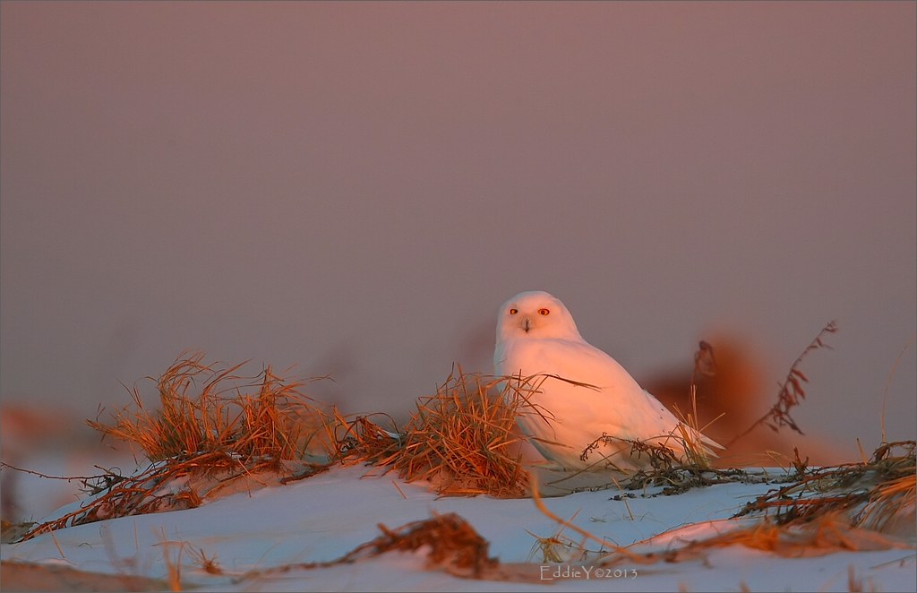 Snowy Owl at Sunset