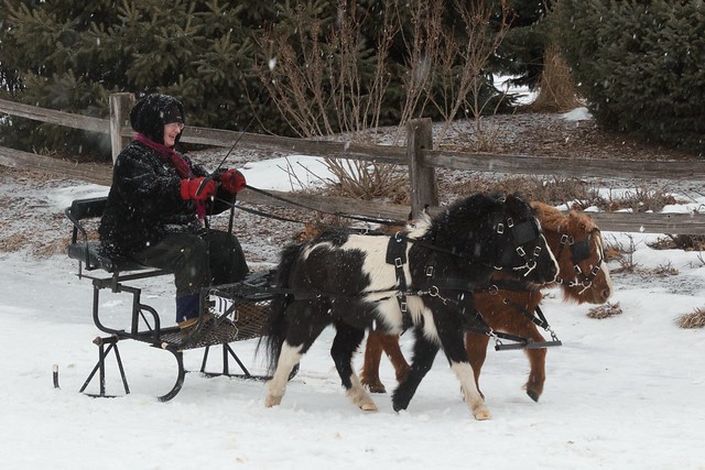 2013 Sleigh and Cutter Festival