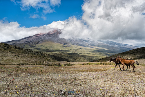 animal paysage landscape montagne wildlife nature andes horses animalwildlife volcan southamerica outdoor cotopaxi equateur ecuador mountain volcano quilotoa amériquedusud