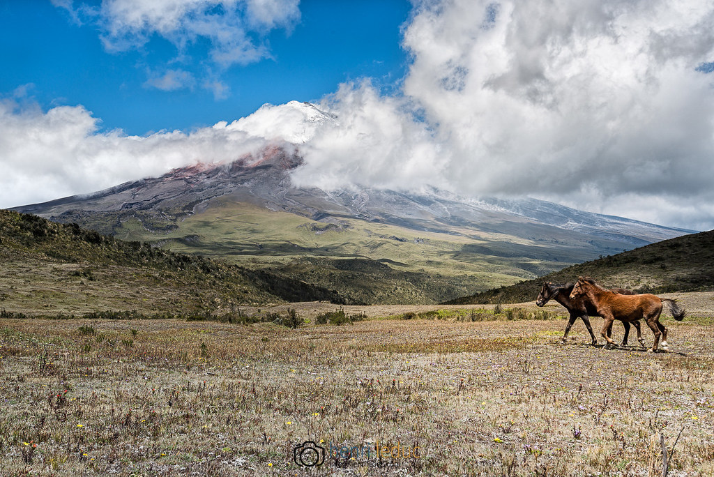 Cotopaxi volcano & wild horses | The Cotopaxi National Park … | Flickr