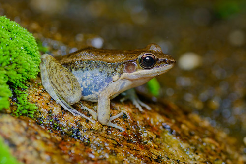 frogs amphibian wildlife thailand tamron tamron90mm 90mm nikon d800 hylarana hylarananigrovittata darksidedfrog huaiyangwaterfallnationalpark frog amphibia wild rushenbilgin