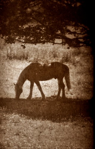 Paper horse | by morris 1800