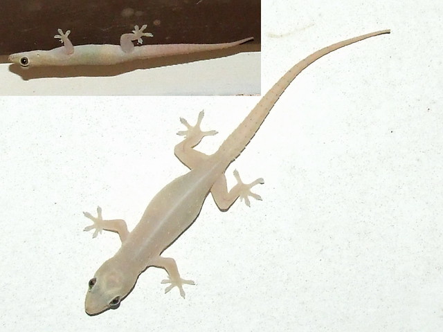 Gekkonidae>Hemidactylus frenatus Asian house gecko  DSCF1427comp