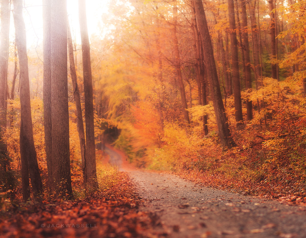 Autumn Light | Jack Wassell | Flickr