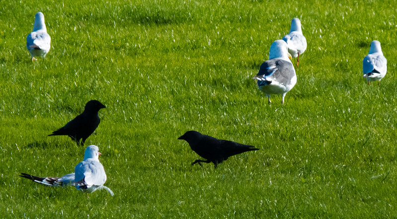 Mixed flock of gulls with jackdaws