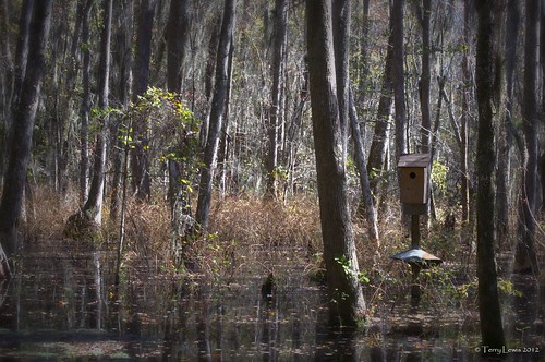 landscape swamp wetlands