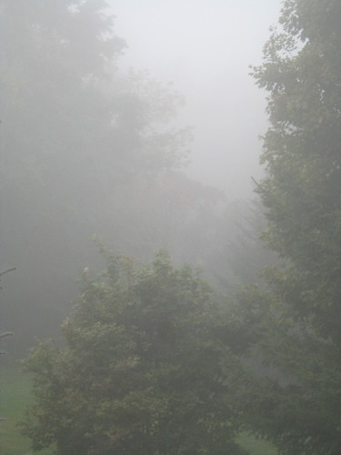 Backyard Fog 2 | by dennmahoney