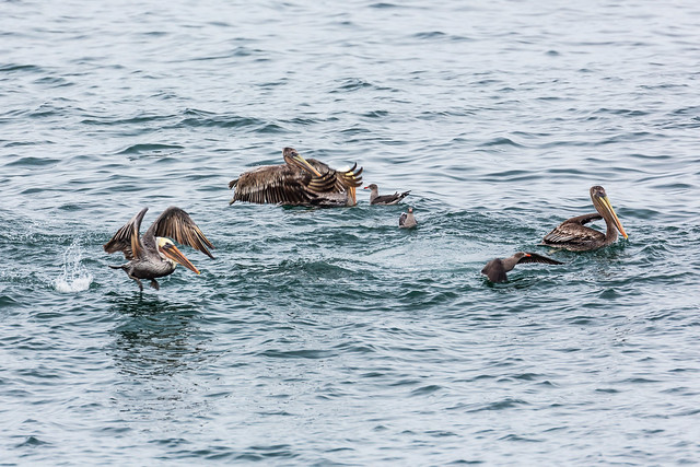 Brown Pelicans and Heermann's Gulls in Westport, Washington