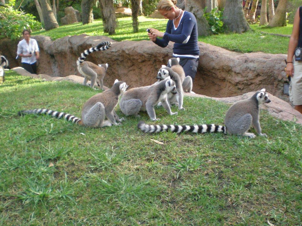 Lemur de cola anillada Zoo Bioparc Fuengirola Malaga 5939