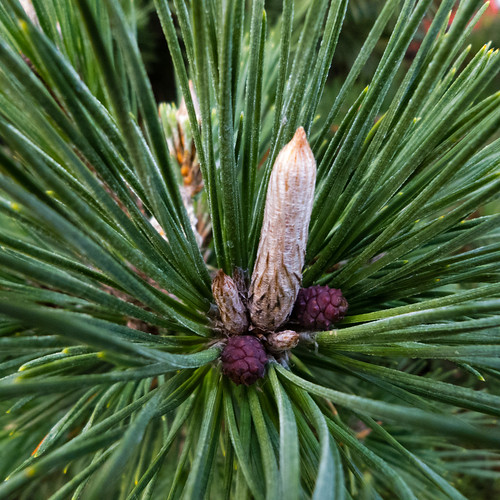 Conifer flowering, frosted needles