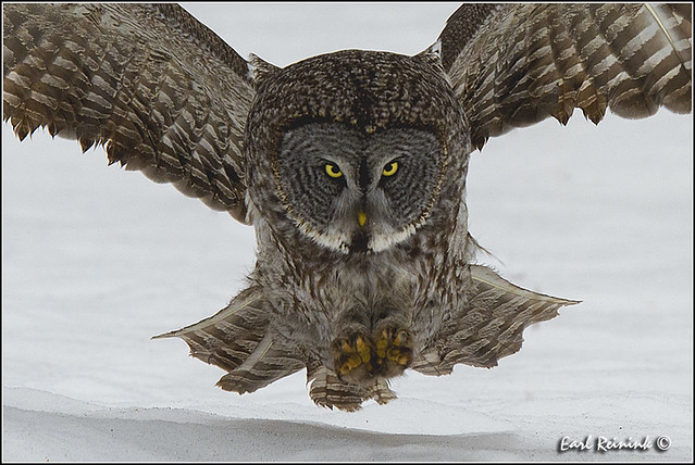 Great Gray Owl (20130131-0353a)