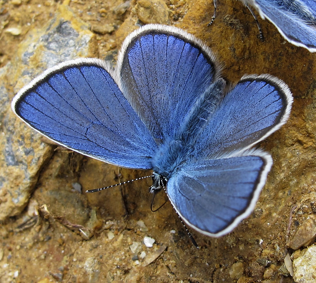 Mazarine Blue - Cyaniris semiargus