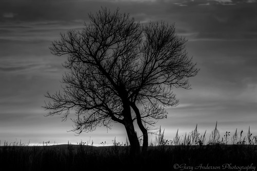 blackandwhite tree sunrise canon 5d colorless cs6 5dmarkiii blackandwhitetreesilhouettesilhouette