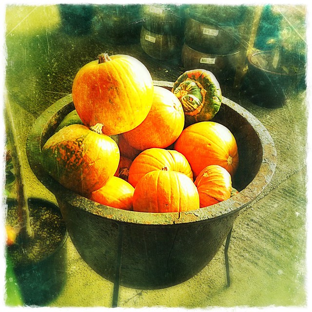 Pot of Pumpkins