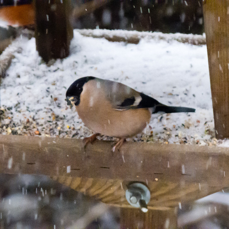 Female bullfinch on a snowy bird table