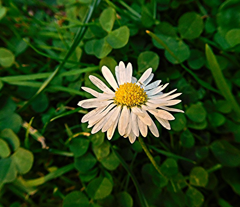 Dainty Daisy!, Grass in need of a cut!, Spring Blossom
