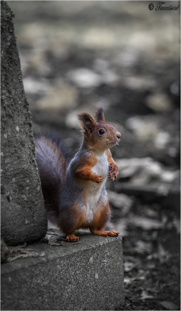 Liberty of Squirrel {Explored}