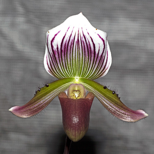 orchid nairobi nairobikenya saritcentre awesomeblossoms naturesgreenpeace canoneos5dmkiii paphopediummaudiaecoloratum kenyaorchidshow2014 macswildpixels