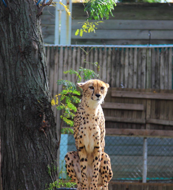 Cheetah - Philadelphia Zoo