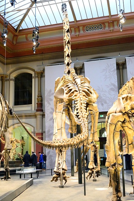 Brachiosaurus brancai - Museum fur Naturkunde der Humboldt Universitat (Berlino)