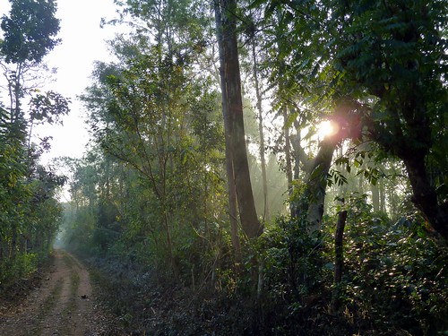 road india mist karnataka sunbeam